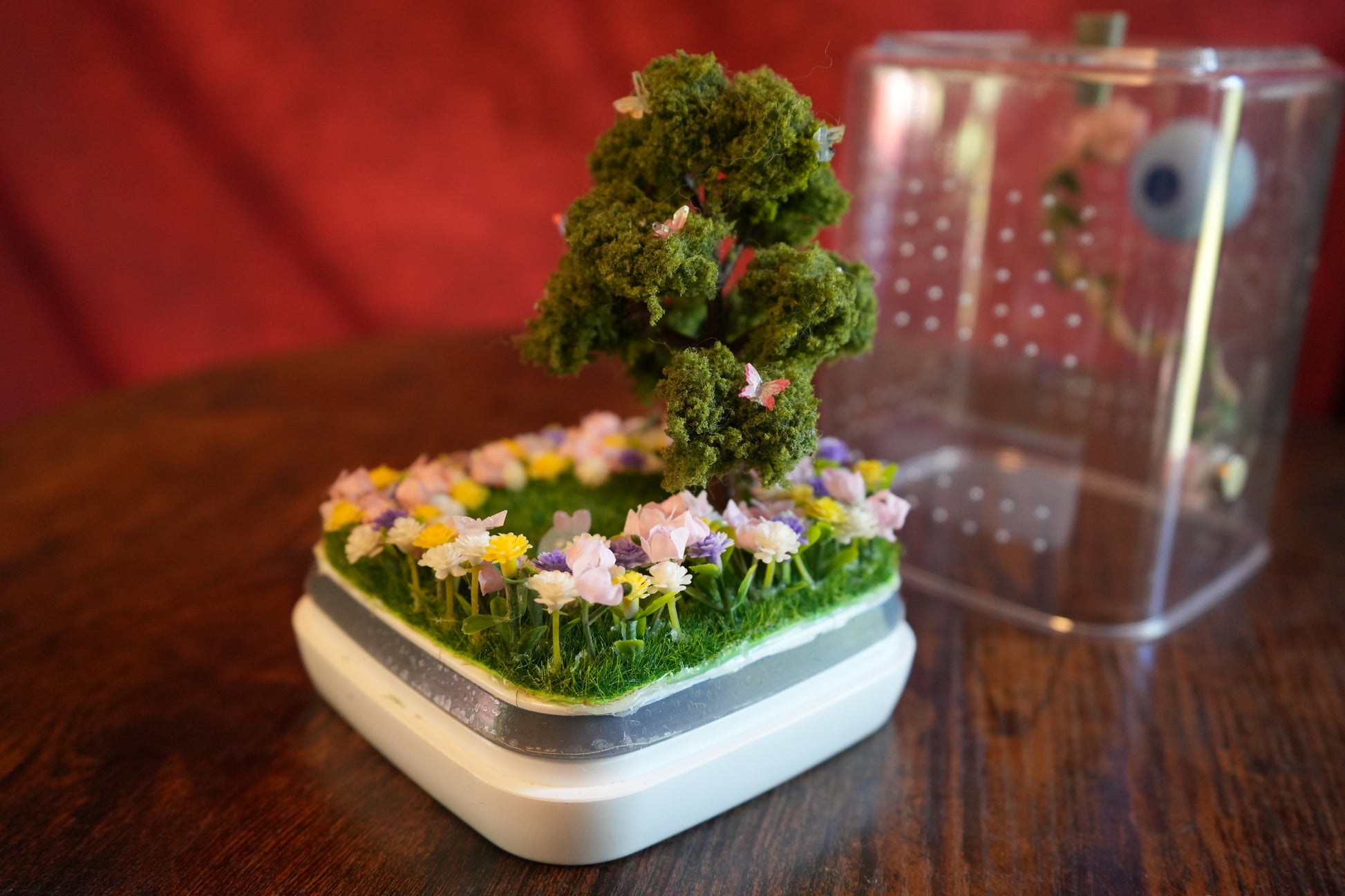 Jumping spider enclosure